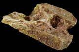 Fossil Crocodile Jaw Section - Morocco #116861-2